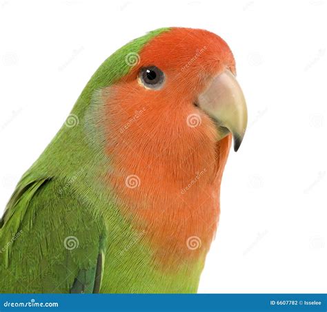 Peach-faced Lovebird stock photo. Image of animals, close - 6607782