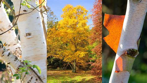 White Birch Trees Characteristics Betula Papyrifera (paper Birch): Go