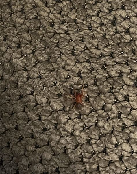 What Happened To The Small Red Spiders at Robbie Lombardo blog