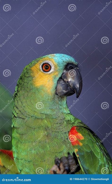 Blue-fronted Amazon Parrot or Turquoise-Fronted Amazon Parrot, Amazona ...
