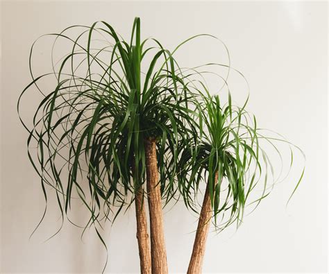 How to care for a ponytail palm tree: 3 expert tips | Homes and Gardens