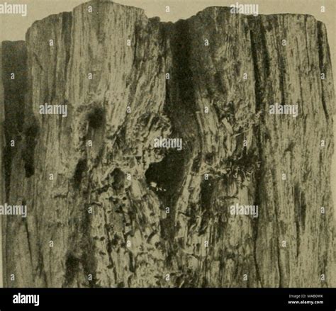 . The dry-rot of incense cedar Stock Photo - Alamy