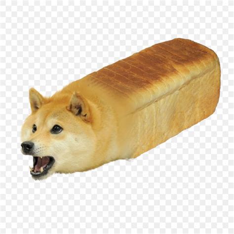 Shiba Inu Doge: More Than Just a Meme Dog
