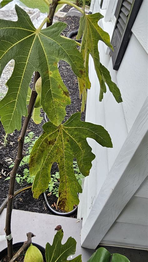 Fig tree losing leaves :( : r/plantclinic