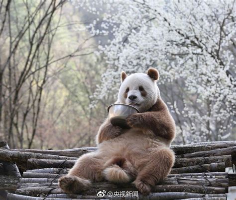 世界唯一活体棕色大熊猫七仔惬意撒欢-新华网