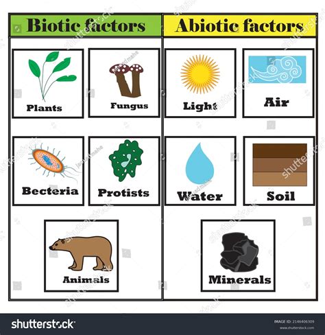 Biotic Environment Examples