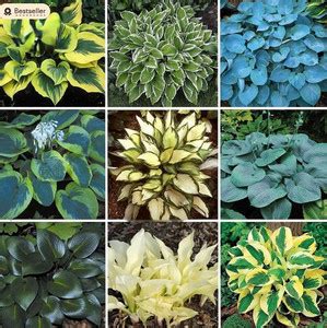 RRNURSERY MIX Hosta Plantaginea Fragrant Plantain Seeds Fire And Ice ...