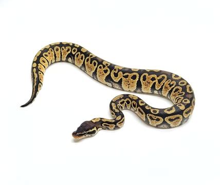 Image result for Chimera Ball Python
