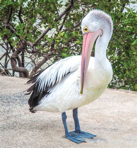 AUSTRALIAN PELICAN – PELECANUS CONSPICILLATUS | The Bribie Islander