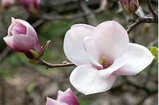 fiore con a magnolia picture hd wallpapers fiore con a magnolia picture hd wallpapers
