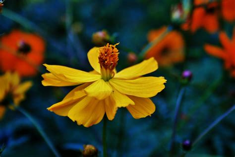 Yellow Cosmos Flower Free Stock Photo - Public Domain Pictures