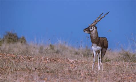 JAYAMANGALI BLACK BUCK RESERVE - All You Need to Know BEFORE You Go ...