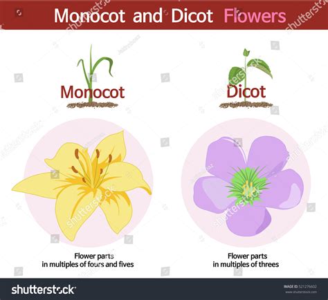 China Rose Is Monocot Or Dicot at Virginia Morgan blog