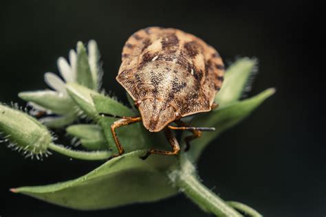 Mosquito Police | Stink Bugs Control