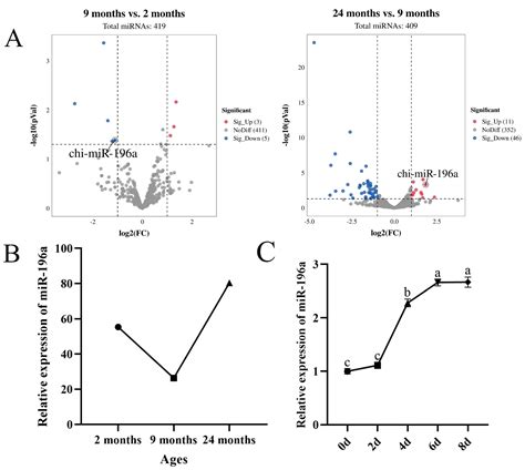 MiR-196a Promotes Lipid Deposition in Goat Intramuscular Preadipocytes ...