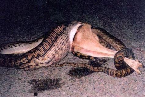 Image result for Python Swallowing Kangaroo