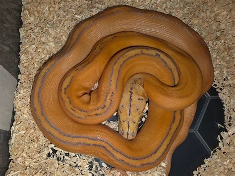 Image result for Purple Morph Reticulated Python