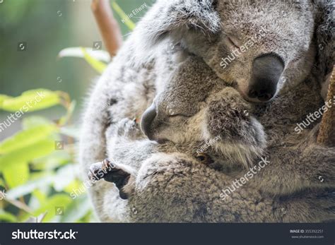 Breastfeeding Koala Hold