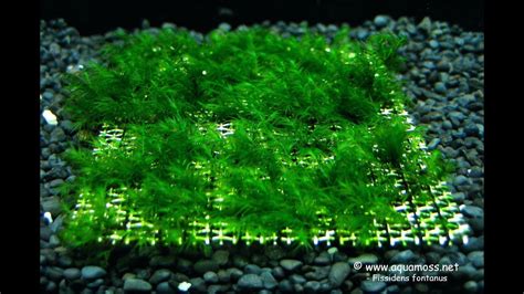 Image result for Java Moss Carpet