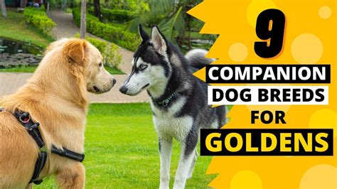 The Ultimate Guide to Golden Retrievers: Your Loyal Companion