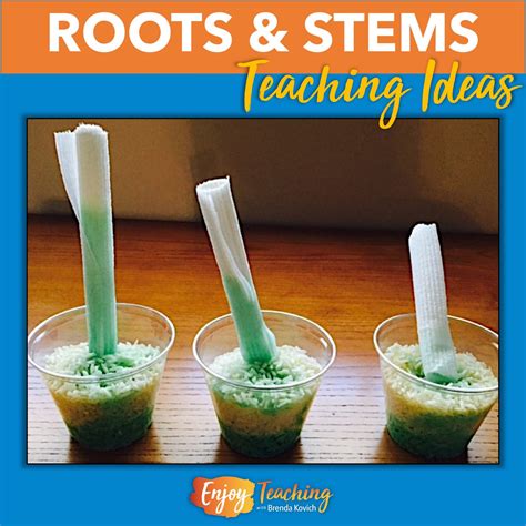 Roots and Stems - Ideas That Will Make Your Teaching Shine