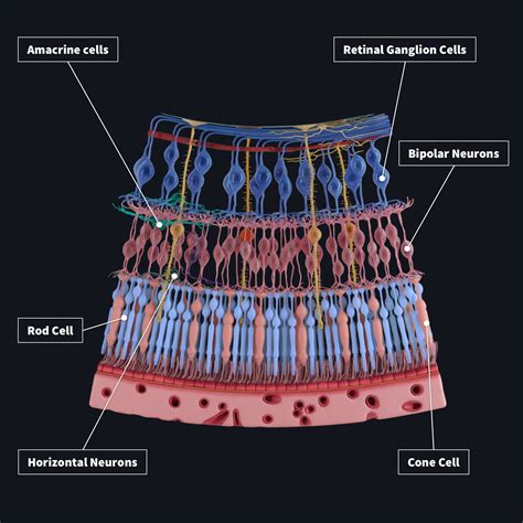 SNEAK PREVIEW: Retinal Layers | Complete Anatomy