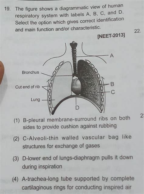 The figure shows a diagrammatic view of human respiratory system with lab..