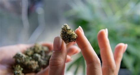 Image result for Alien OG Strain Info