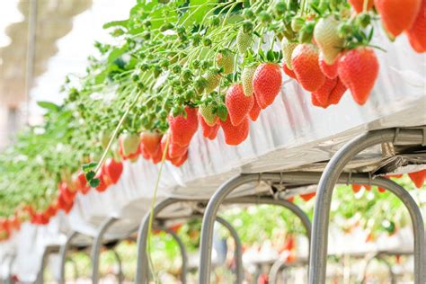 加藤農園 | Neighbors Food Market