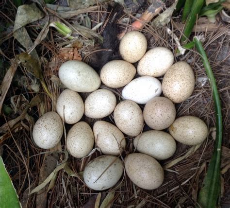 Turkey Nesting 的图像结果