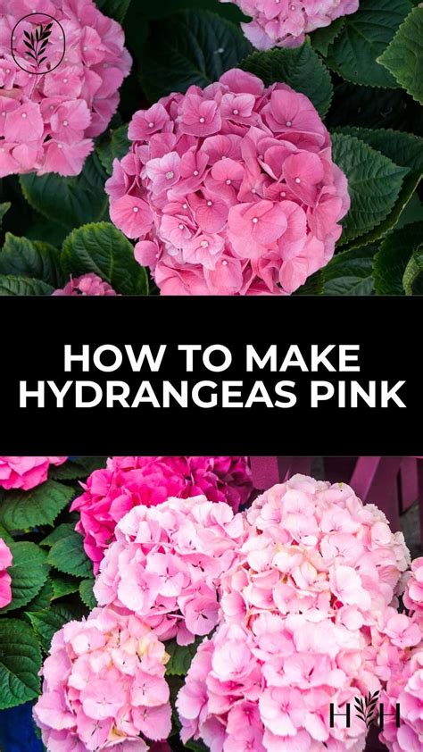 how to make hydrangeas pink via @home4theharvest in 2025 | Planting ...