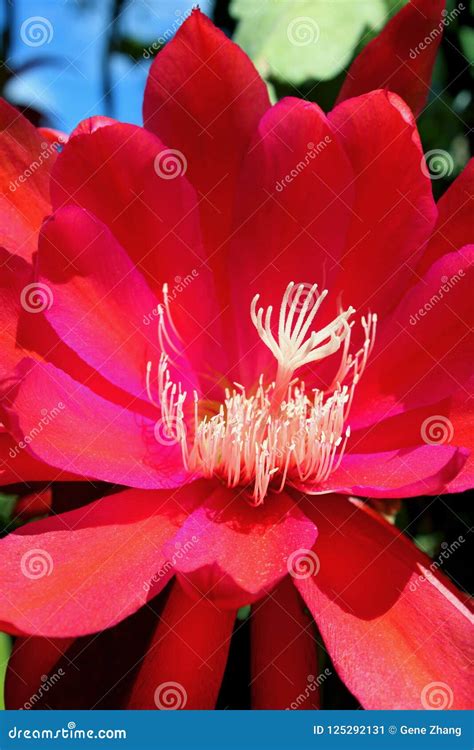 Epiphyllum, Red Flower of Night-blooming Cereus, Queen of the Night ...