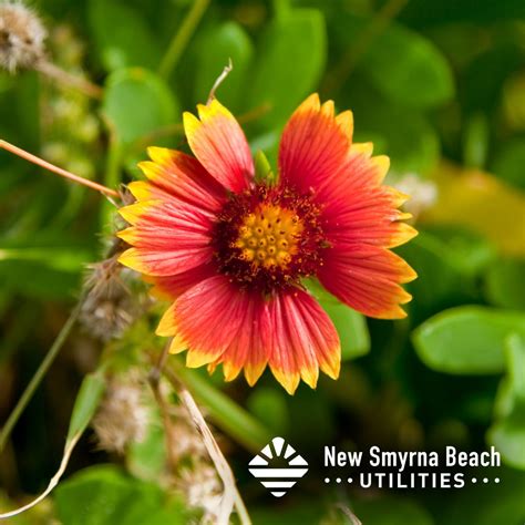 New Smyrna Beach Utilities on LinkedIn: BeFloridianNow.org is a great ...
