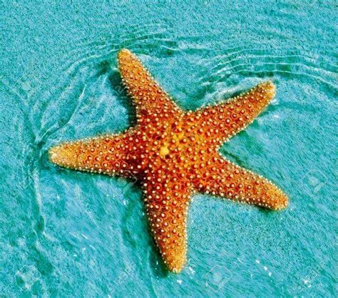 Echinoderms Examples 的图像结果