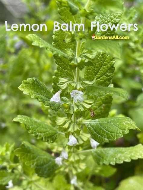 Uses For Lemon Balm to Know and Enjoy - GardensAll