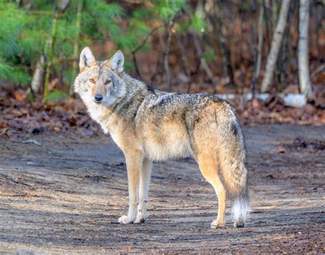Coyote populations bounce back quickly, even after removal efforts ...