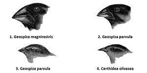 Evidence of Evolution and Adaptive Radiation - Biology Class 12 - NEET ...