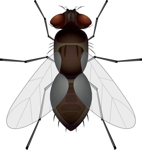 Clipart fly isolated on white background. Vector illustration of fly ...