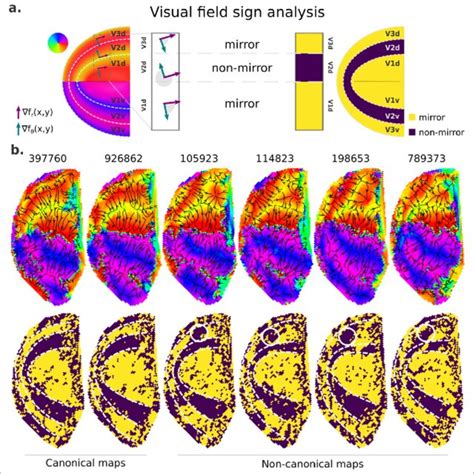 Image result for Visual Field Image Meaning