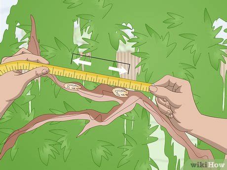 Image result for How Do You Fertilize a Tree