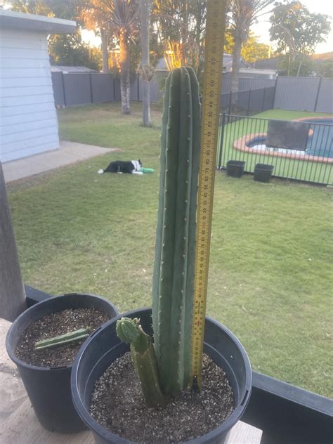 Big enough to consume? 48cm (1.6 foot) tall, 6cm (2.4 inch) thick at the base, pc. Might make a ...