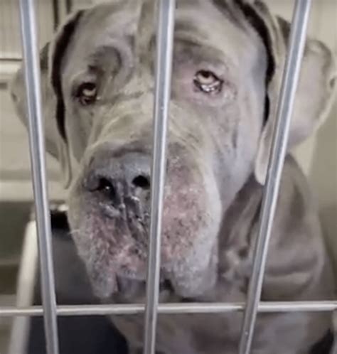 Mastiff "LOLA" on TODAY'EUTH LIST. SAN ANTONIO TX ~ Email ASAP Give ID ...