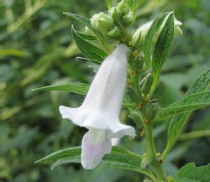 Seed :: Oil Seeds :: Gingelly