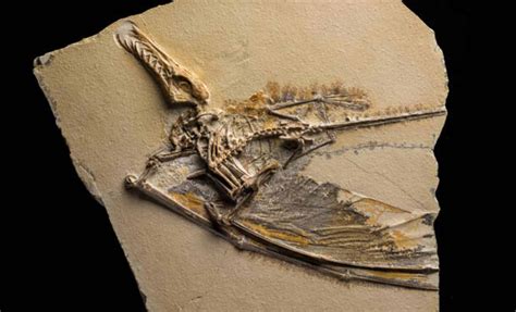 A 90-million-year-old Pterosaur Fossil With 3.5-meter Wings Found In Japan