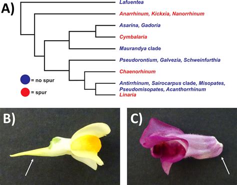 Frontiers | How do you build a nectar spur? A transcriptomic comparison ...