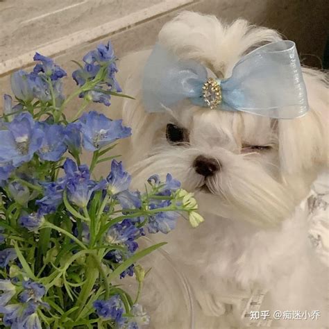 听我的，千万不要养马尔济斯 - 知乎