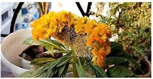 VibeX NDIR-68 - Celosia Argentea Var. Cristata Yellow Shrub Plants ...