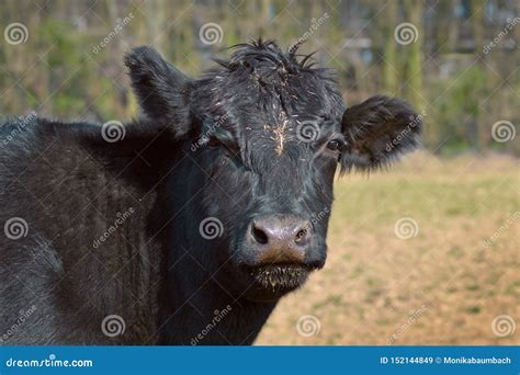 Close Up of a Black Aberdeen Angus Cattle Animal Head Stock Image ...