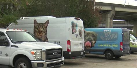 Box van essential for animal care stolen from Louisiana SPCA