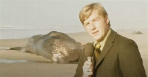 Image result for Exploding Whale Compilation